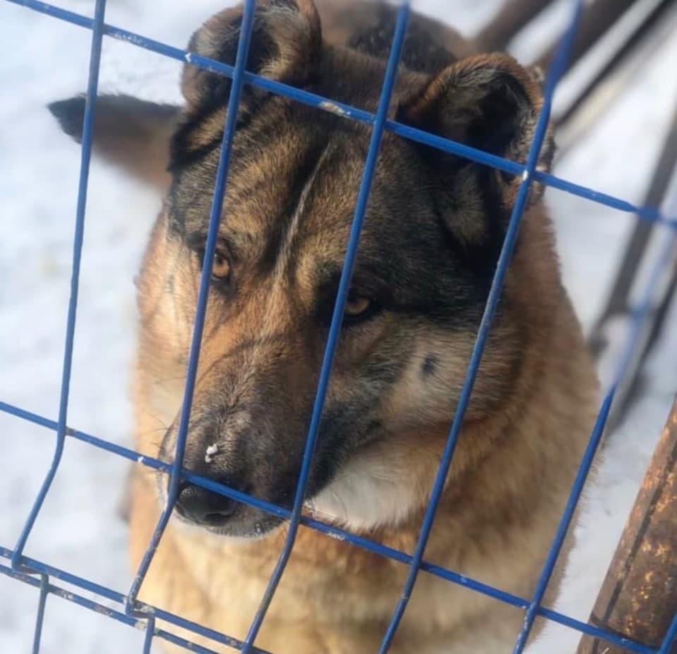 Фото «Вернули девку, как вещь какую-то в магазин сдали»: новосибирцы решили избавиться от свободолюбивой собаки 2